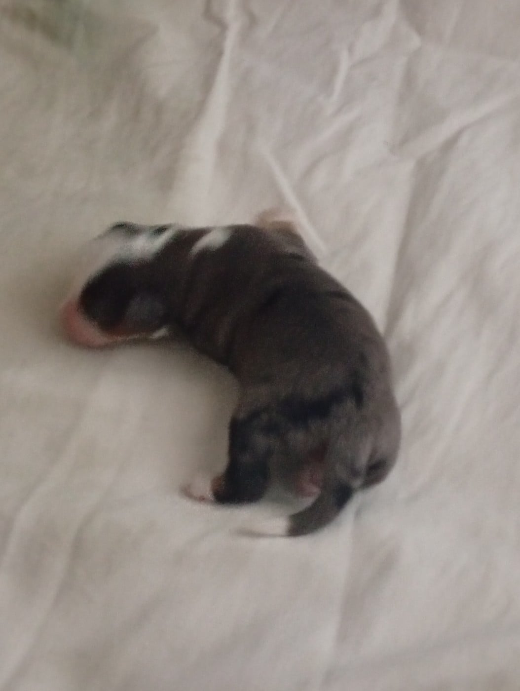 Chiot N°1