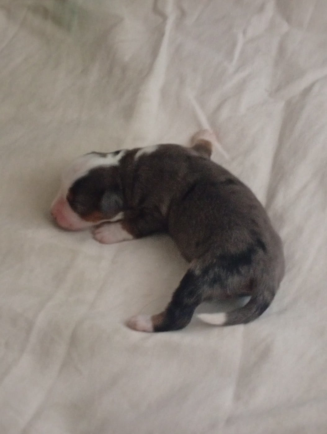 Chiot N°1
