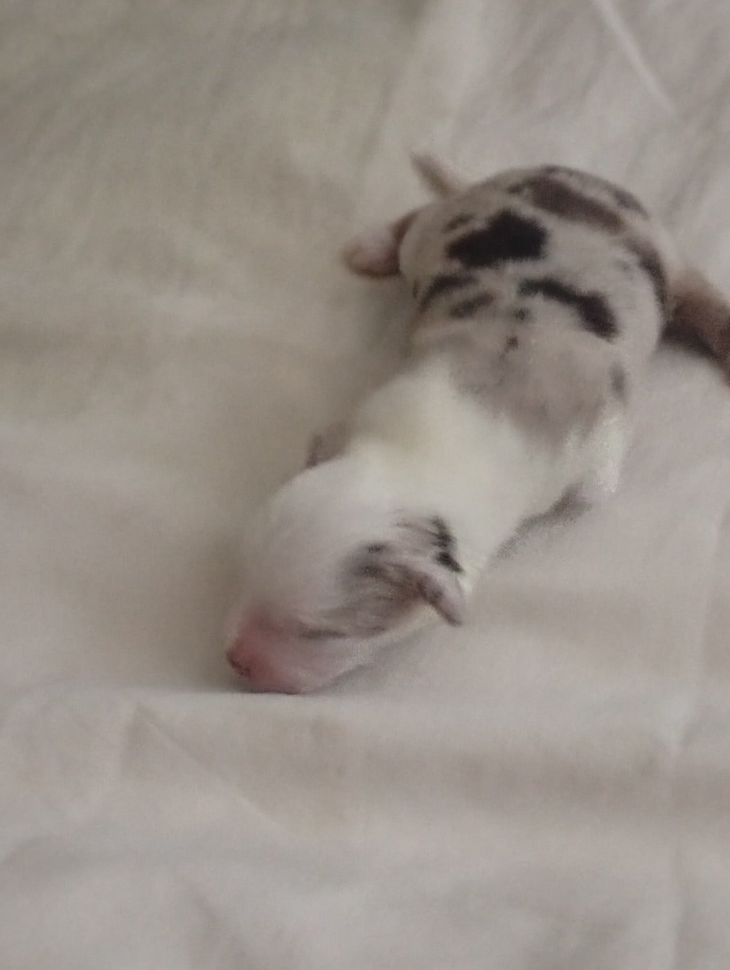 Chiot N°2