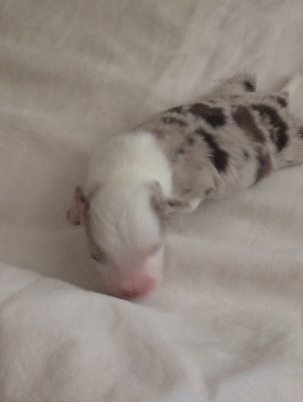Chiot N°2
