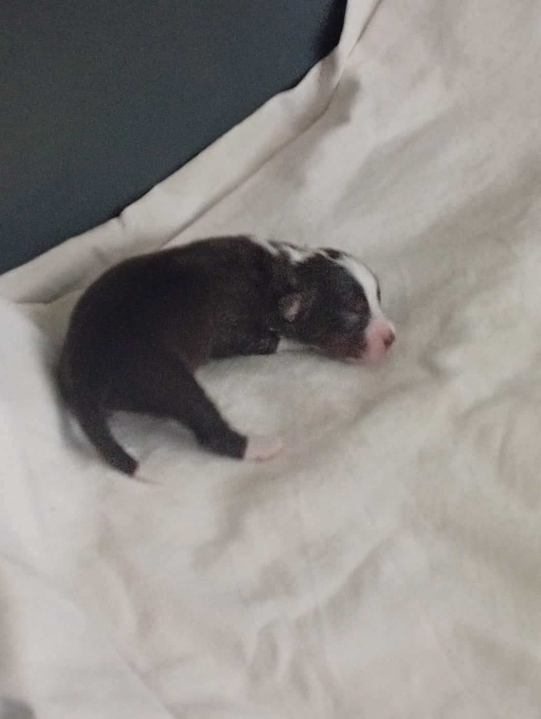 Chiot N°3
