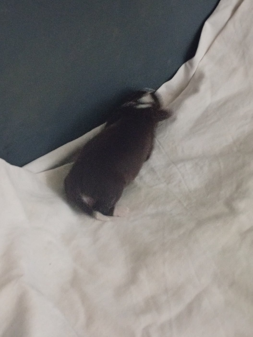 Chiot N°3