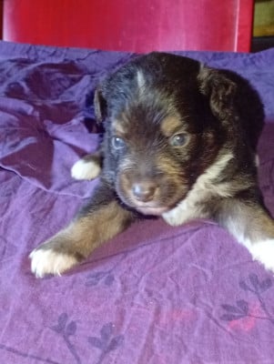 Les chiots de Berger Américain Miniature 