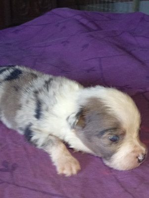 Les chiots de Berger Américain Miniature 