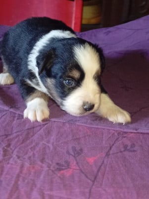 Les chiots de Berger Américain Miniature