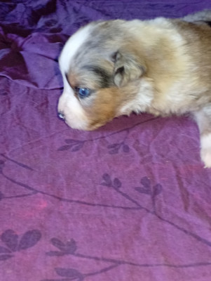 Les chiots de Berger Américain Miniature 