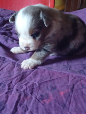 Les chiots de Berger Américain Miniature 