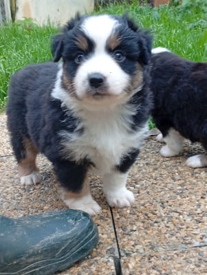 Les chiots de Berger Américain Miniature