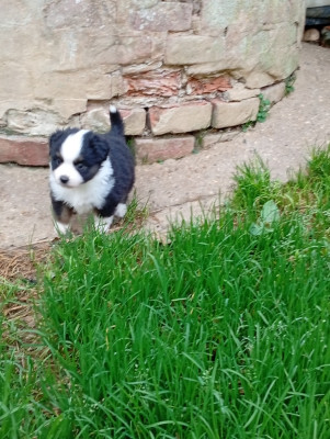 Les chiots de Berger Américain Miniature