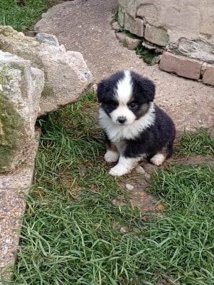 Les chiots de Berger Américain Miniature