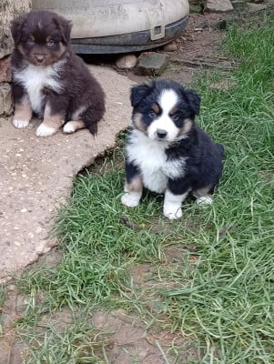 Les chiots de Berger Américain Miniature