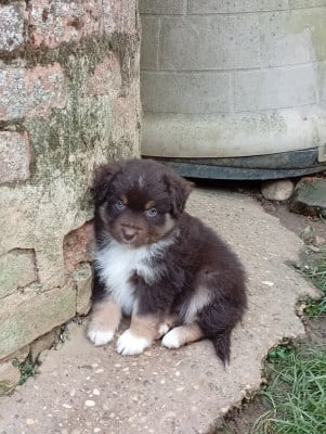 Les chiots de Berger Américain Miniature 