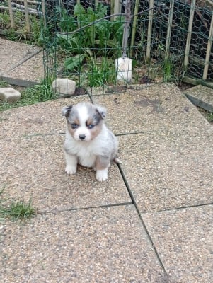 Les chiots de Berger Américain Miniature 