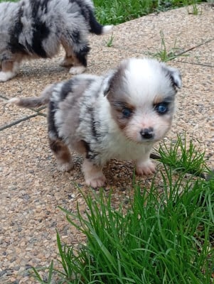 Les chiots de Berger Américain Miniature 