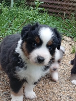 Les chiots de Berger Américain Miniature