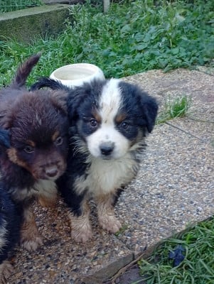Les chiots de Berger Américain Miniature 