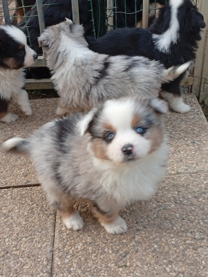 Les chiots de Berger Américain Miniature 