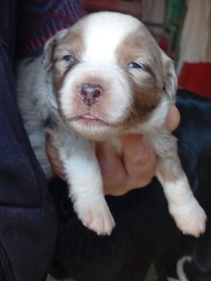Les chiots de Berger Américain Miniature 