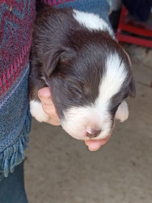 Les chiots de Berger Américain Miniature 
