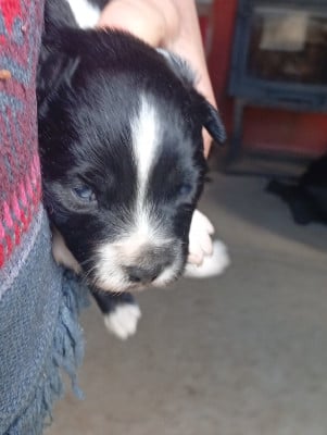 Les chiots de Berger Américain Miniature 