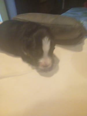 Les chiots de Berger Américain Miniature 