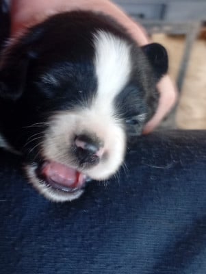 Les chiots de Berger Américain Miniature 