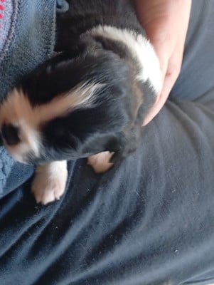 Les chiots de Berger Américain Miniature 