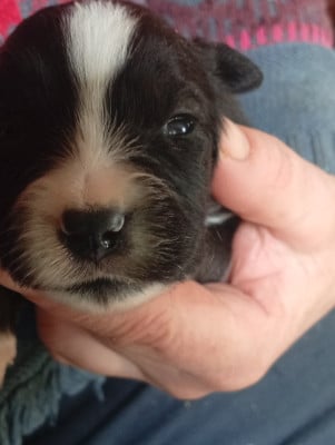 Les chiots de Berger Américain Miniature 