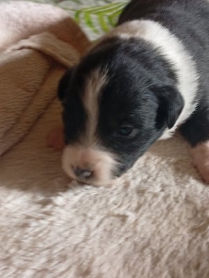 Les chiots de Berger Américain Miniature 