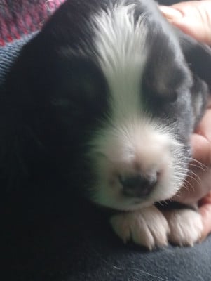 Les chiots de Berger Américain Miniature 