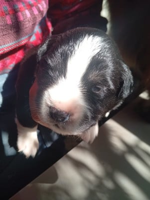 Les chiots de Berger Américain Miniature 