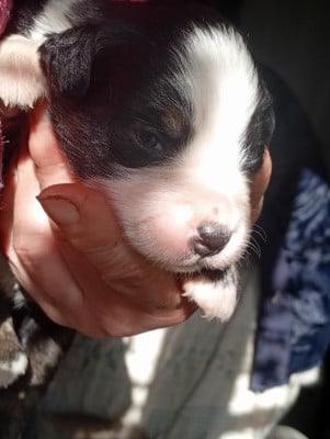 Les chiots de Berger Américain Miniature 