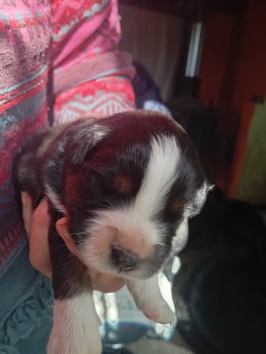 Les chiots de Berger Américain Miniature 