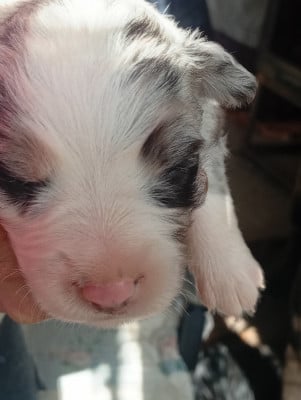 Les chiots de Berger Américain Miniature 