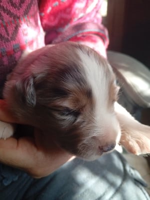 Les chiots de Berger Américain Miniature 