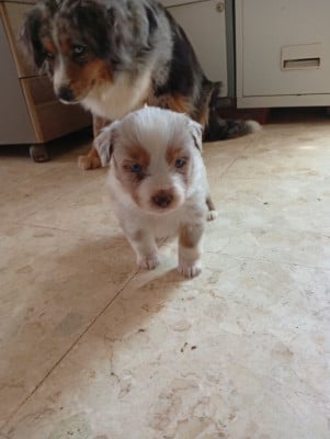 Les chiots de Berger Américain Miniature 