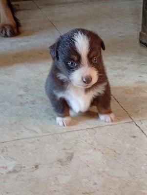 Les chiots de Berger Américain Miniature 