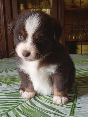 Les chiots de Berger Américain Miniature 