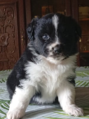 Les chiots de Berger Américain Miniature 