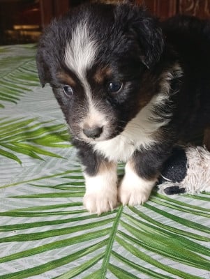 Les chiots de Berger Américain Miniature 