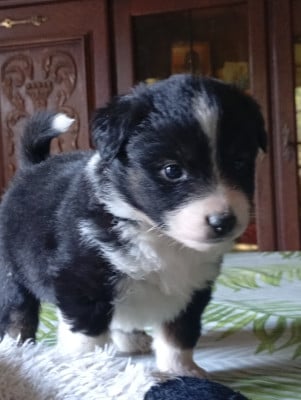 Les chiots de Berger Américain Miniature 