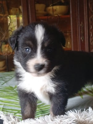 Les chiots de Berger Américain Miniature 