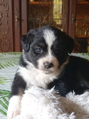 Les chiots de Berger Américain Miniature 