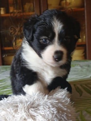 Les chiots de Berger Américain Miniature 