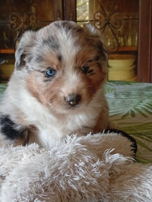 Les chiots de Berger Américain Miniature 