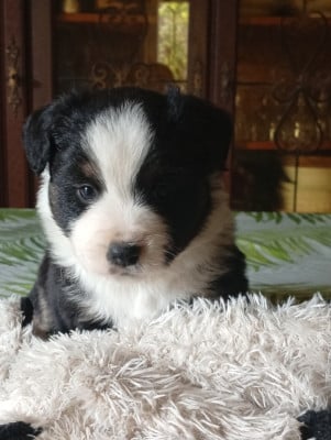 Les chiots de Berger Américain Miniature 