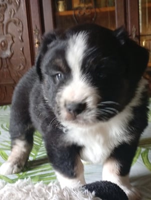 Les chiots de Berger Américain Miniature 