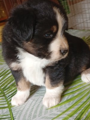 Les chiots de Berger Américain Miniature 