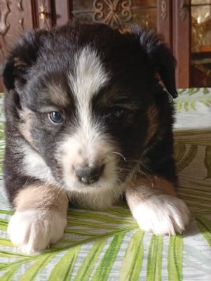 Les chiots de Berger Américain Miniature 