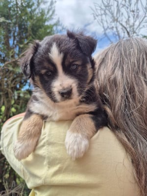 Les chiots de Berger Américain Miniature 